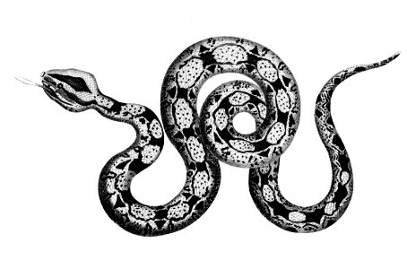 Illustration of Constrictor boa from Zoological lectures delivered at the Royal institution in the years 1806-7 illustrated by George Shaw (1751-1813).