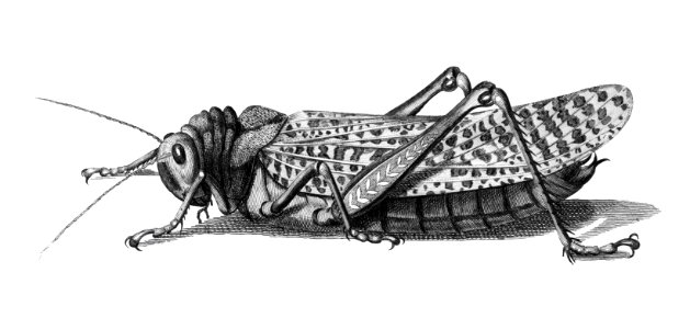 Gryllus from Zoological lectures delivered at the Royal institution in the years 1806-7 illustrated by George Shaw (1751-1813).. Free illustration for personal and commercial use.