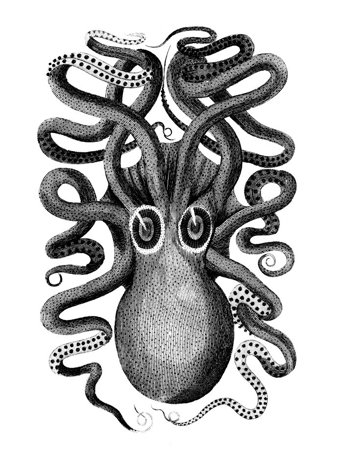 Back viewed of eight armed cuttlefish from Zoological lectures delivered at the Royal institution in the years 1806-7 illustrated by George Shaw (1751-1813).