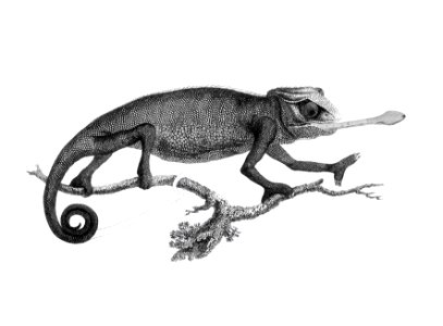 Illustration of Chameleon from Zoological lectures delivered at the Royal institution in the years 1806-7 illustrated by George Shaw (1751-1813).
