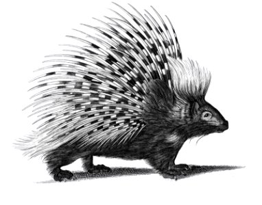 Illustration of Porcupine from Zoological lectures delivered at the Royal institution in the years 1806-7 illustrated by George Shaw (1751-1813).