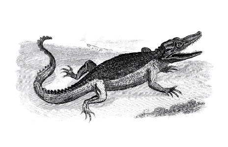Illustration of Crocodile from Zoological lectures delivered at the Royal institution in the years 1806-7 illustrated by George Shaw (1751-1813).