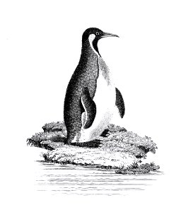 Great awk and Patagonian penguin from Zoological lectures delivered at the Royal institution in the years 1806-7 illustrated by George Shaw (1751-1813).. Free illustration for personal and commercial use.