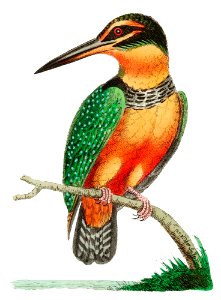 Spotted Kingfisher illustration from The Naturalist's Miscellany (1789-1813) by George Shaw (1751-1813). Free illustration for personal and commercial use.
