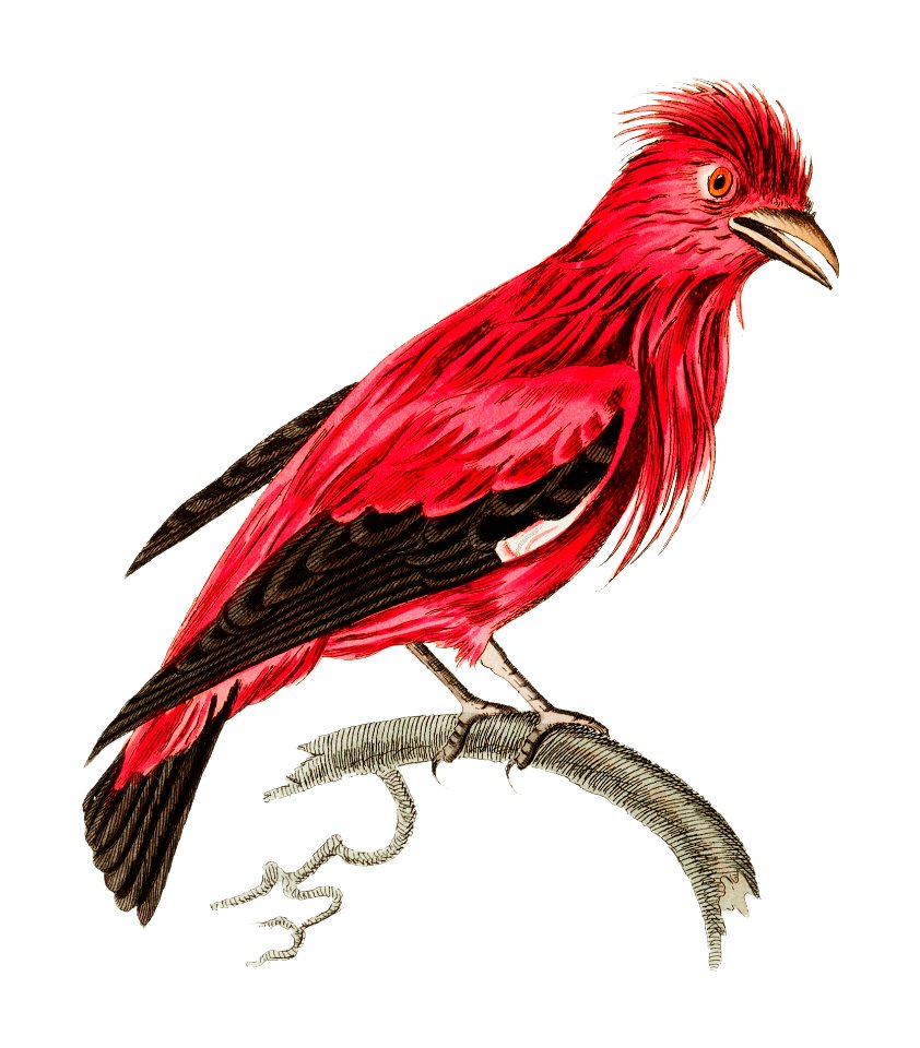 Crimson Chatterer or Crimson Roller illustration from The Naturalist's Miscellany (1789-1813) by George Shaw (1751-1813)