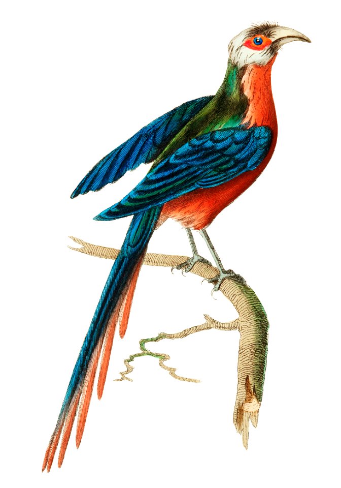 Curve-billed Cuckoo illustration from The Naturalist's Miscellany (1789-1813) by George Shaw (1751-1813)