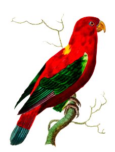Ceram Lory or Scarlet Lory illustration from The Naturalist's Miscellany (1789-1813) by George Shaw (1751-1813). Free illustration for personal and commercial use.