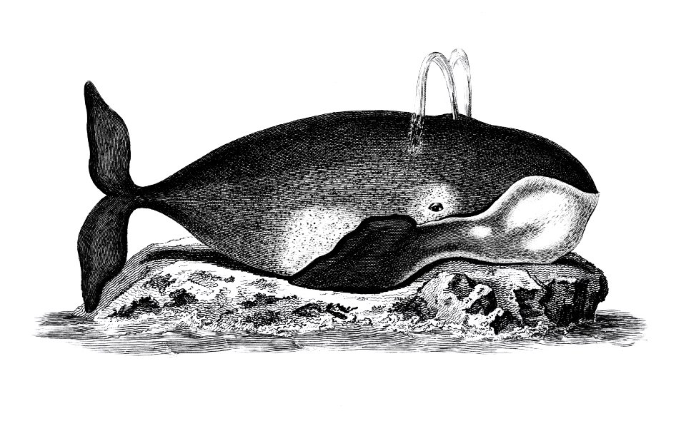 Illustration of Great Mysticete from Zoological lectures delivered at the Royal institution in the years 1806-7 illustrated by George Shaw (1751-1813).