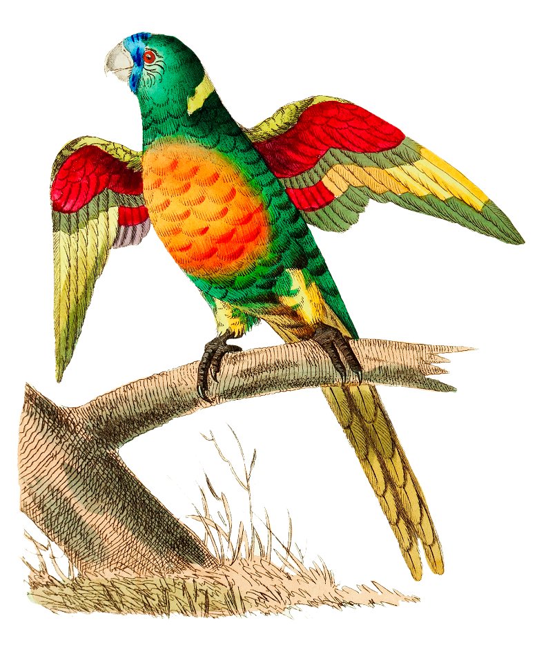 Red-breasted Parrakeet or Long-tailed Green Parrot illustration from The Naturalist's Miscellany (1789-1813) by George Shaw (1751-1813)