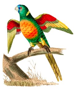 Red-breasted Parrakeet or Long-tailed Green Parrot illustration from The Naturalist's Miscellany (1789-1813) by George Shaw (1751-1813)