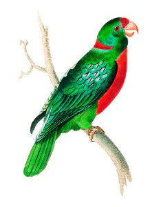 Red-naped Parrakeet or Short-tailed green Parrakeet illustration from The Naturalist's Miscellany (1789-1813) by George Shaw (1751-1813). Free illustration for personal and commercial use.