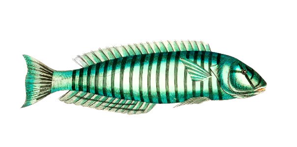 Ring wrasse (Labrus Annulatus) illustration from The Naturalist's Miscellany (1789-1813) by George Shaw (1751-1813). Free illustration for personal and commercial use.