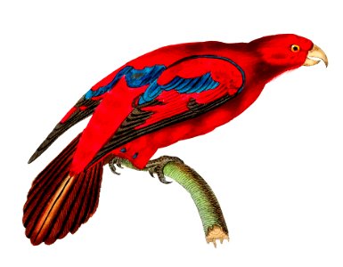 Blue-tipped Lory or Shorish-tailed Crimson Lory illustration from The Naturalist's Miscellany (1789-1813) by George Shaw (1751-1813). Free illustration for personal and commercial use.