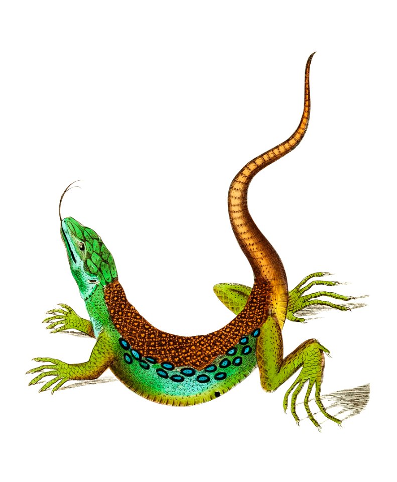 Ameiva Lizard or Great spotted Lizard illustration from The Naturalist's Miscellany (1789-1813) by George Shaw (1751-1813)