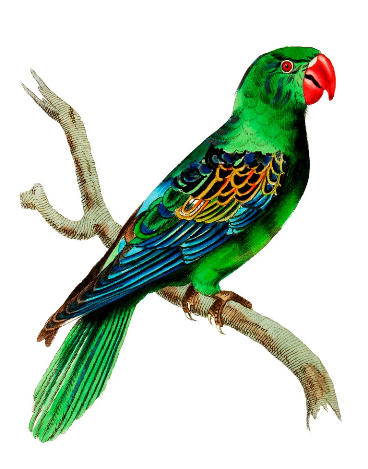 Great-billed Parrot illustration from The Naturalist's Miscellany (1789-1813) by George Shaw (1751-1813)