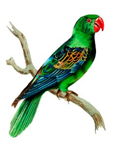 Great-billed Parrot illustration from The Naturalist's Miscellany (1789-1813) by George Shaw (1751-1813). Free illustration for personal and commercial use.