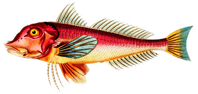 Pine-leaved Gurnard or Red Gurnard illustration from The Naturalist's Miscellany (1789-1813) by George Shaw (1751-1813). Free illustration for personal and commercial use.