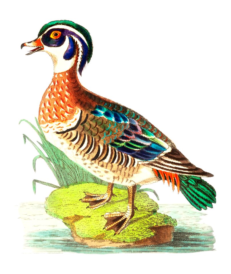 Summer Duck illustration from The Naturalist's Miscellany (1789-1813) by George Shaw (1751-1813)