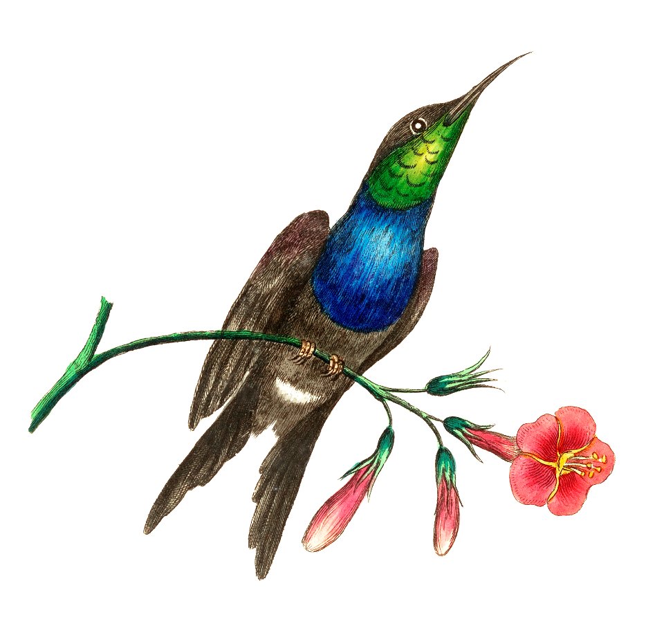 Furcated Hummingbird illustration from The Naturalist's Miscellany (1789-1813) by George Shaw (1751-1813)