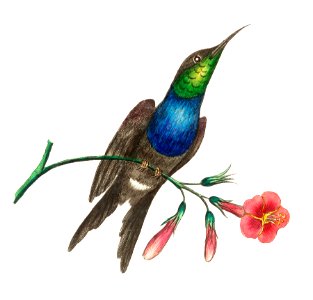 Furcated Hummingbird illustration from The Naturalist's Miscellany (1789-1813) by George Shaw (1751-1813). Free illustration for personal and commercial use.