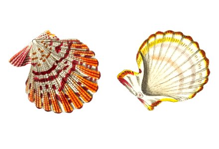 Mantle scallop illustration from The Naturalist's Miscellany (1789-1813) by George Shaw (1751-1813). Free illustration for personal and commercial use.