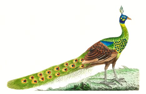 Spike-crested peacock illustration from The Naturalist's Miscellany (1789-1813) by George Shaw (1751-1813). Free illustration for personal and commercial use.