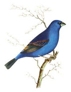 Blue grossbeak or Deep blue grossbeak illustration from The Naturalist's Miscellany (1789-1813) by George Shaw (1751-1813). Free illustration for personal and commercial use.
