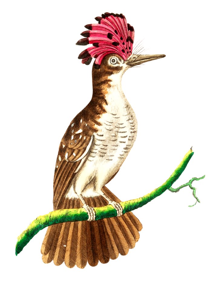 Crested tody or Brown tody illustration from The Naturalist's Miscellany (1789-1813) by George Shaw (1751-1813)