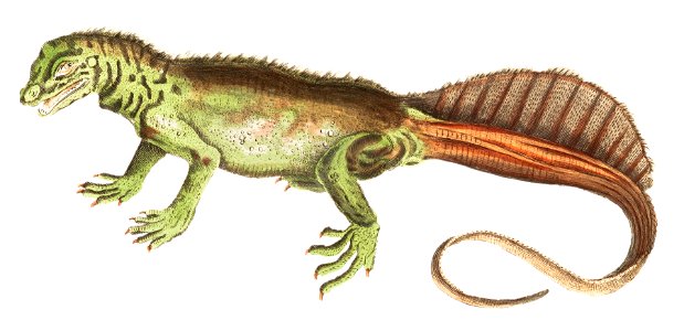 Amboina lizard or long-tailed variegeted Lizard illustration from The Naturalist's Miscellany (1789-1813) by George Shaw (1751-1813). Free illustration for personal and commercial use.