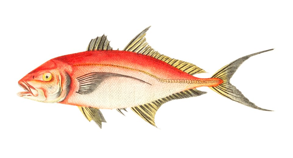 Red Mackerel illustration from The Naturalist's Miscellany (1789-1813) by George Shaw (1751-1813). Free illustration for personal and commercial use.