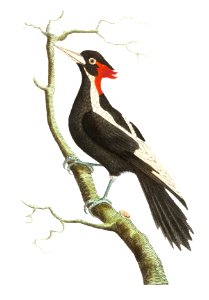White-billed woodpecker illustration from The Naturalist's Miscellany (1789-1813) by George Shaw (1751-1813). Free illustration for personal and commercial use.