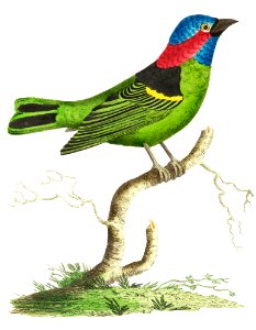 Collared tanager or Green tanager illustration from The Naturalist's Miscellany (1789-1813) by George Shaw (1751-1813). Free illustration for personal and commercial use.