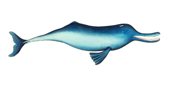 Gangetic dolphin illustration from The Naturalist's Miscellany (1789-1813) by George Shaw (1751-1813). Free illustration for personal and commercial use.