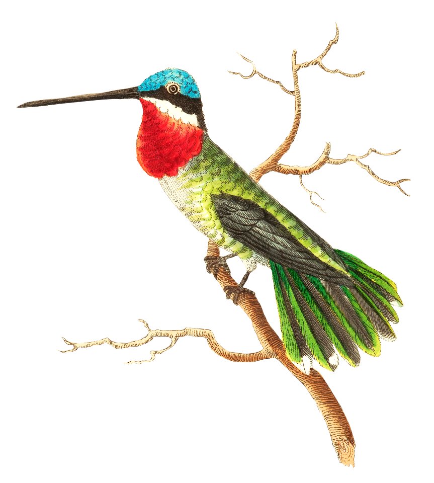 Stripe-cheeked hummingbird illustration from The Naturalist's Miscellany (1789-1813) by George Shaw (1751-1813)