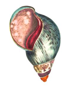 Agate bulla illustration from The Naturalist's Miscellany (1789-1813) by George Shaw (1751-1813). Free illustration for personal and commercial use.