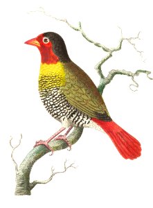 Variegated finch or Elegant finch illustration from The Naturalist's Miscellany (1789-1813) by George Shaw (1751-1813)