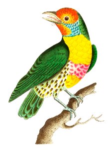 Mayna barbet or Green barbet illustration from The Naturalist's Miscellany (1789-1813) by George Shaw (1751-1813). Free illustration for personal and commercial use.