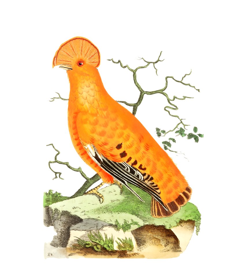 Rock manakin illustration from The Naturalist's Miscellany (1789-1813) by George Shaw (1751-1813)