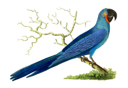 Hyacinthine maccaw or Long-tailed deep-blue maccaw illustration from The Naturalist's Miscellany (1789-1813) by George Shaw (1751-1813). Free illustration for personal and commercial use.