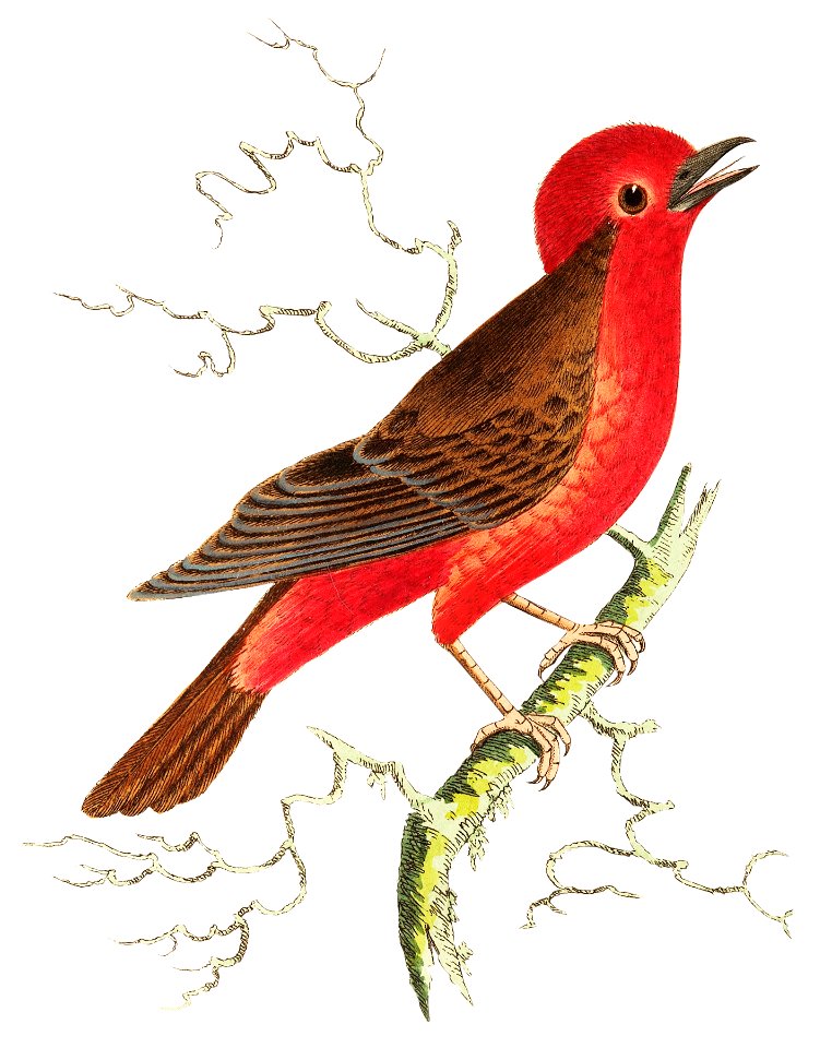 Round-crested Flycatcher or Brown Flycatcher illustration from The Naturalist's Miscellany (1789-1813) by George Shaw (1751-1813)