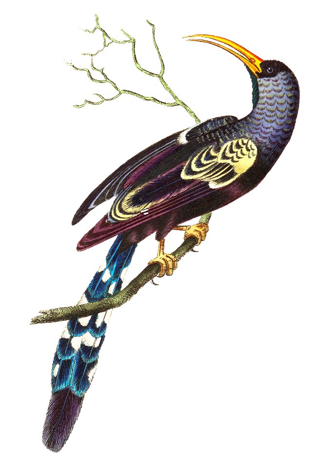 Red-billed hoopoe or Violet-black hoopoe illustration from The Naturalist's Miscellany (1789-1813) by George Shaw (1751-1813)