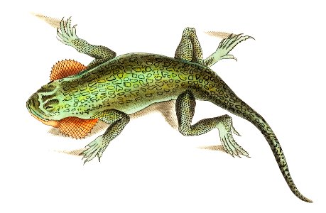 Lobe-cheeked lizard illustration from The Naturalist's Miscellany (1789-1813) by George Shaw (1751-1813).
