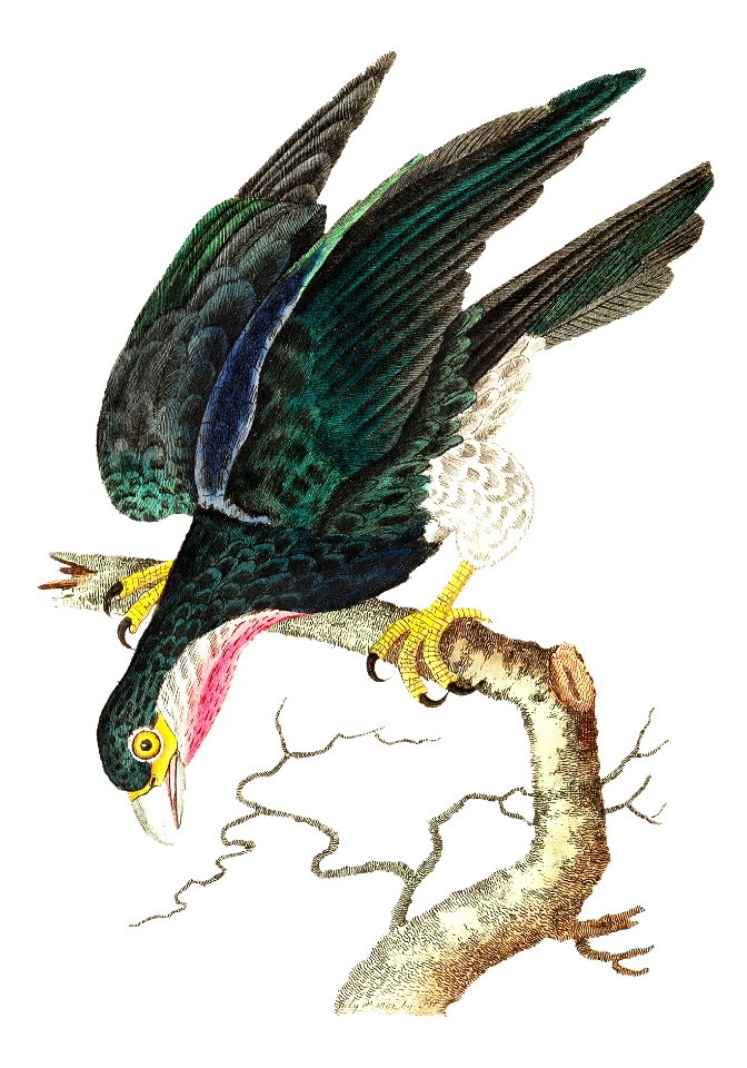 Purple-throated falcon or Blue falcon illustration from The Naturalist's Miscellany (1789-1813) by George Shaw (1751-1813)