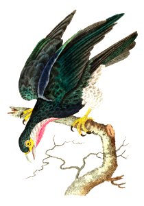 Purple-throated falcon or Blue falcon illustration from The Naturalist's Miscellany (1789-1813) by George Shaw (1751-1813). Free illustration for personal and commercial use.