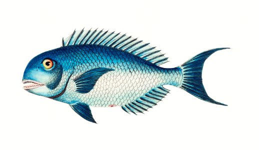 Blue coryphaena illustration from The Naturalist's Miscellany (1789-1813) by George Shaw (1751-1813). Free illustration for personal and commercial use.