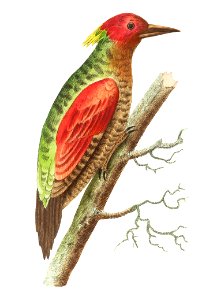 Red-winged woodpecker or Olive woodpecker illustration from The Naturalist's Miscellany (1789-1813) by George Shaw (1751-1813)