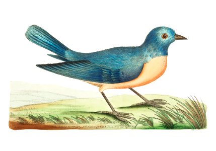 Blue redbreast illustration from The Naturalist's Miscellany (1789-1813) by George Shaw (1751-1813). Free illustration for personal and commercial use.