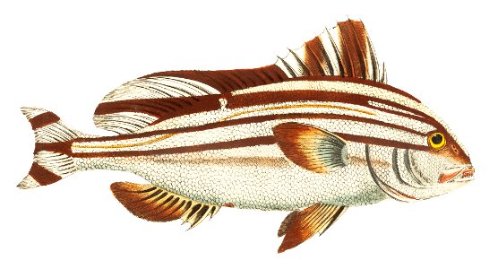 Banded anthias or Banded Perch illustration from The Naturalist's Miscellany (1789-1813) by George Shaw (1751-1813). Free illustration for personal and commercial use.