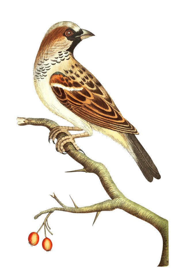 Sparrow or House sparrow illustration from The Naturalist's Miscellany (1789-1813) by George Shaw (1751-1813)