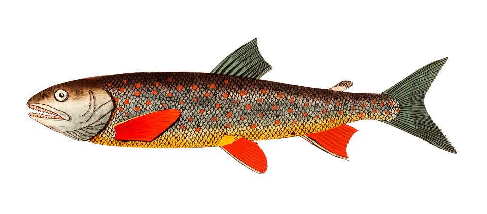 Salvelin Trout illustration from The Naturalist's Miscellany (1789-1813) by George Shaw (1751-1813)